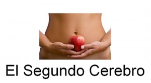 segundo cerebro segundo cerebro